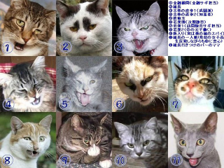 Illustration for article titled Japanese Cats that Look Like Yakuza Are Frighteningly Cute